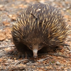 Tachyglossus aculeatus at Forde, ACT - 4 Dec 2024