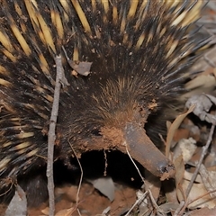 Tachyglossus aculeatus at Forde, ACT - 4 Dec 2024