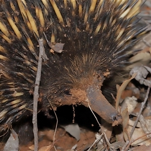 Tachyglossus aculeatus at Forde, ACT - 4 Dec 2024 11:38 AM