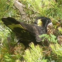 Zanda funerea (Yellow-tailed Black-Cockatoo) at Braemar, NSW - 19 Dec 2024 by Curiosity