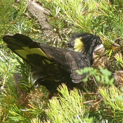 Zanda funerea (Yellow-tailed Black-Cockatoo) at Braemar, NSW - 19 Dec 2024 by Curiosity