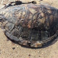 Chelonia mydas (Green Sea Turtle) at Vincentia, NSW - 18 Dec 2024 by Miranda