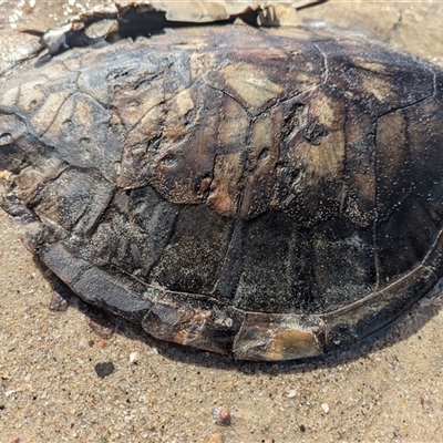 Chelodina longicollis at Vincentia, NSW - 18 Dec 2024 by Miranda