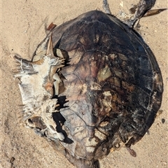 Chelonia mydas at Vincentia, NSW - suppressed