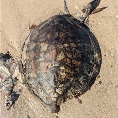 Chelonia mydas at Vincentia, NSW - suppressed