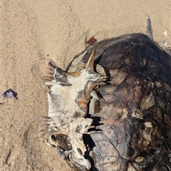 Chelonia mydas at Vincentia, NSW - suppressed
