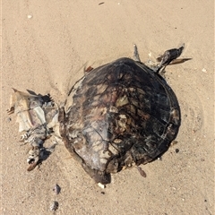 Chelonia mydas at Vincentia, NSW - 18 Dec 2024