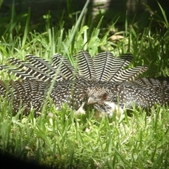 Eudynamys orientalis (Pacific Koel) at Braemar, NSW - 20 Dec 2024 by Curiosity