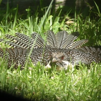 Eudynamys orientalis (Pacific Koel) at Braemar, NSW - 20 Dec 2024 by Curiosity