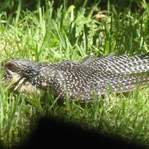 Eudynamys orientalis at Braemar, NSW - 20 Dec 2024