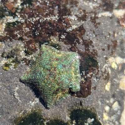 Parvulastra exigua (Rock pool seastar) at Vincentia, NSW - 20 Dec 2024 by Miranda