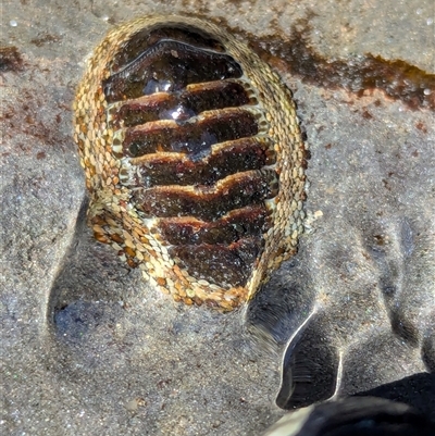 Sypharochiton pelliserpentis at Vincentia, NSW - 20 Dec 2024 by Miranda