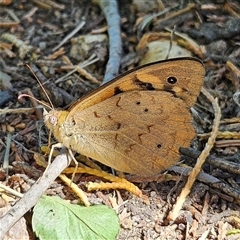 Heteronympha merope (Common Brown Butterfly) at Braidwood, NSW - 20 Dec 2024 by MatthewFrawley