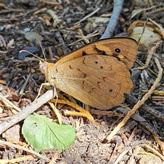 Heteronympha merope at Braidwood, NSW - 20 Dec 2024 09:40 AM