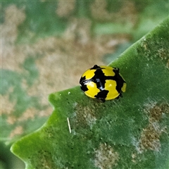 Illeis galbula (Fungus-eating Ladybird) at Braidwood, NSW - 20 Dec 2024 by MatthewFrawley