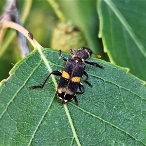 Eleale pulchra at Braidwood, NSW - 20 Dec 2024