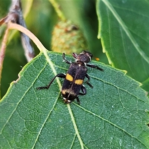 Eleale pulchra at Braidwood, NSW - 20 Dec 2024