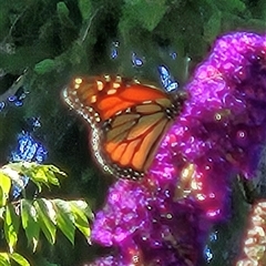 Danaus plexippus at Braidwood, NSW - 20 Dec 2024 by MatthewFrawley