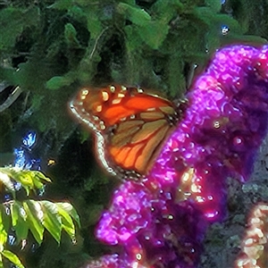 Danaus plexippus at Braidwood, NSW - 20 Dec 2024