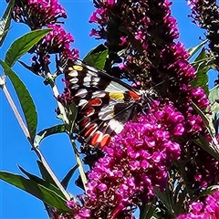 Delias aganippe (Spotted Jezebel) at Braidwood, NSW - 20 Dec 2024 by MatthewFrawley