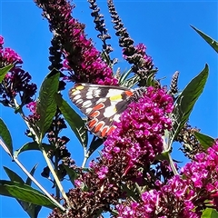 Delias aganippe at Braidwood, NSW - 20 Dec 2024