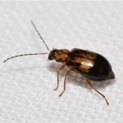 Monolepta sp. (genus) (Leaf beetle) at Jerrabomberra, NSW - 19 Dec 2024 by DianneClarke