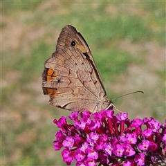 Heteronympha merope at Braidwood, NSW - 20 Dec 2024 by MatthewFrawley