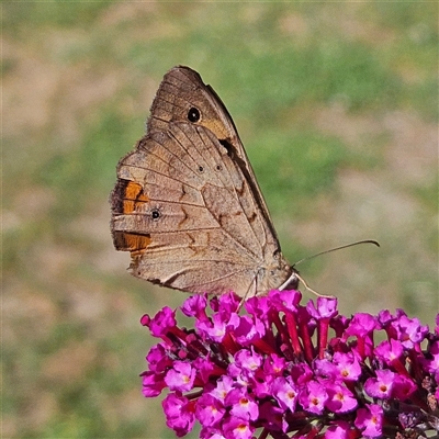 Heteronympha merope (Common Brown Butterfly) at Braidwood, NSW - 20 Dec 2024 by MatthewFrawley