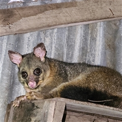 Trichosurus vulpecula (Common Brushtail Possum) at Braidwood, NSW - 20 Dec 2024 by MatthewFrawley