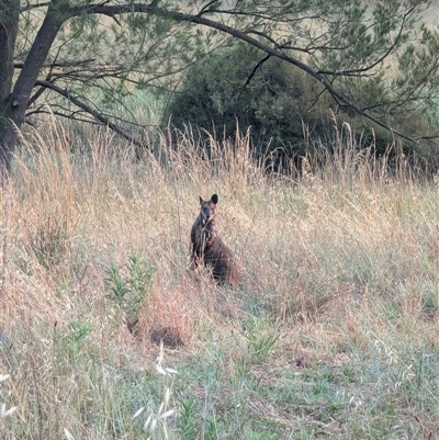 Wallabia bicolor (Swamp Wallaby) at Latham, ACT - 21 Dec 2024 by MaryWebb