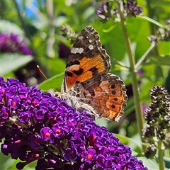 Vanessa kershawi (Australian Painted Lady) at Braidwood, NSW - 20 Dec 2024 by MatthewFrawley