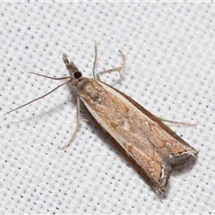 Ptochostola microphaeellus (A Crambid moth) at Jerrabomberra, NSW - 19 Dec 2024 by DianneClarke