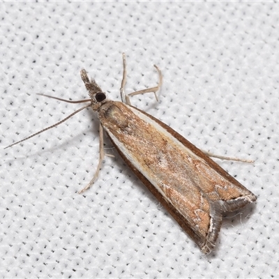 Ptochostola microphaeellus (A Crambid moth) at Jerrabomberra, NSW - 19 Dec 2024 by DianneClarke