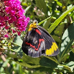 Delias nigrina (Black Jezebel) at Braidwood, NSW - 20 Dec 2024 by MatthewFrawley