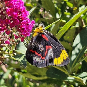 Delias nigrina at Braidwood, NSW - 20 Dec 2024