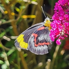 Delias nigrina at Braidwood, NSW - 20 Dec 2024 12:34 PM