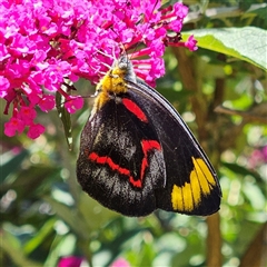 Delias nigrina at Braidwood, NSW - 20 Dec 2024 12:34 PM