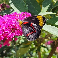 Delias nigrina at Braidwood, NSW - 20 Dec 2024 12:34 PM