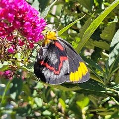 Delias nigrina at Braidwood, NSW - 20 Dec 2024