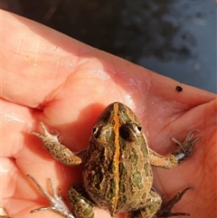 Limnodynastes tasmaniensis (Spotted Grass Frog) at Bowning, NSW - 20 Dec 2024 by Maren