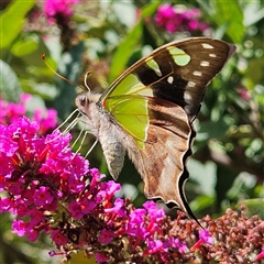 Graphium macleayanum at Braidwood, NSW - 19 Dec 2024 by MatthewFrawley