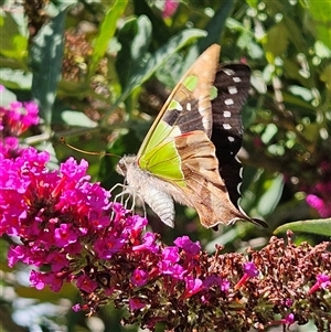 Graphium macleayanum at Braidwood, NSW - 20 Dec 2024 10:39 AM