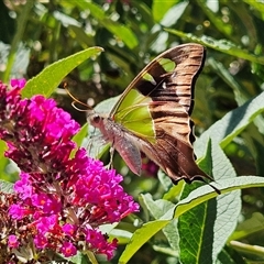 Graphium macleayanum at Braidwood, NSW - 20 Dec 2024 10:39 AM