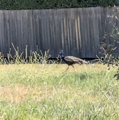 Pavo cristatus (Indian Peafowl) at Ainslie, ACT - 20 Dec 2024 by NaomiG