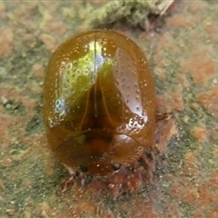 Paropsisterna cloelia (Eucalyptus variegated beetle) at Charleys Forest, NSW - 20 Dec 2024 by arjay