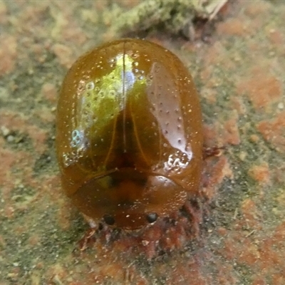 Paropsisterna cloelia (Eucalyptus variegated beetle) at Charleys Forest, NSW - 20 Dec 2024 by arjay