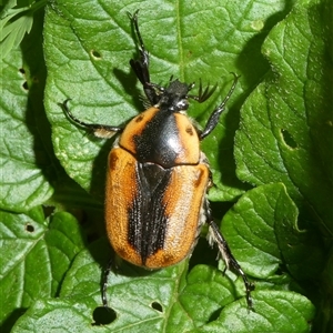 Chondropyga dorsalis at Charleys Forest, NSW - 19 Dec 2024