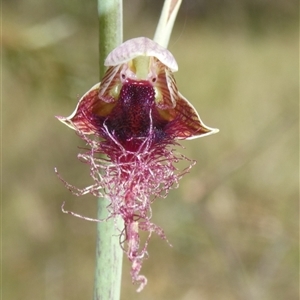 Calochilus therophilus at Charleys Forest, NSW - 18 Dec 2024