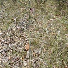 Calochilus therophilus at Charleys Forest, NSW - suppressed