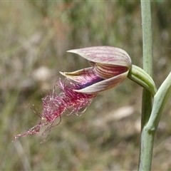 Calochilus therophilus at Charleys Forest, NSW - suppressed